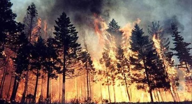 森林防火 | 山地森林火灾蔓延该咋办？